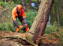 How Our Tree Care Process Works  in  Brookdale, NJ